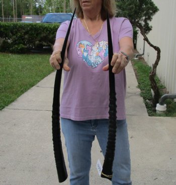 Buy this 2 piece lot of 30" Polished Gemsbok Horns for $65