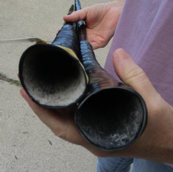 Buy this 2 piece lot of 30" Polished Gemsbok Horns for $65