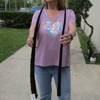 Buy this 2 piece lot of 28" and 30" B-Grade Polished Gemsbok Horns for $39