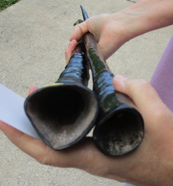 Buy this 2 piece lot of 28" and 30" B-Grade Polished Gemsbok Horns for $39