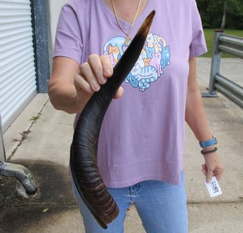 Polished Kudu horn 20 inches, for making a shofar for $47