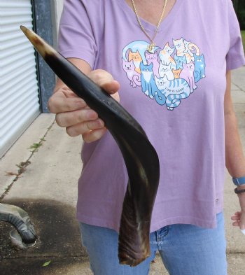 Polished Kudu horn 20 inches, for making a shofar for $47