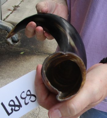 Polished Kudu horn 20 inches, for making a shofar for $47