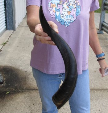 Polished Kudu horn 23 inches, for making a shofar - For Sale for $47
