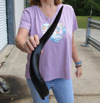 Buy this Polished Kudu horn 22 inches, for making a shofar for $47