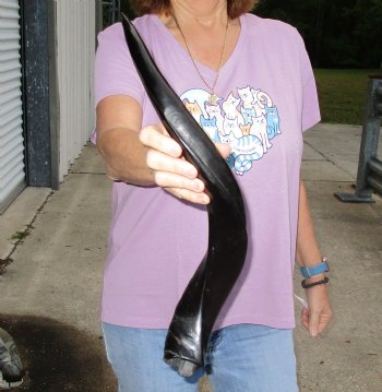 Buy this Polished Kudu horn 22 inches, for making a shofar for $47