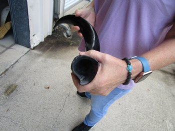 Buy this Polished Kudu horn 22 inches, for making a shofar for $47