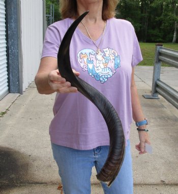 Buy this Polished Kudu horn 29 inches, for making a shofar for $57