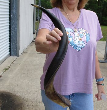Buy this Polished Kudu horn 29 inches, for making a shofar for $57