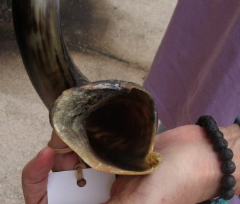Buy this Polished Kudu horn 29 inches, for making a shofar for $57