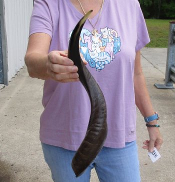 Polished Kudu horn 21 inches, for making a shofar for $47