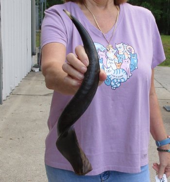 Polished Kudu horn 21 inches, for making a shofar for $47