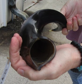 Polished Kudu horn 21 inches, for making a shofar for $47