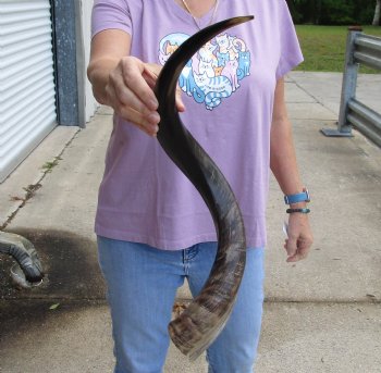 Buy this Polished Kudu horn 26 inches, for making a shofar for $57