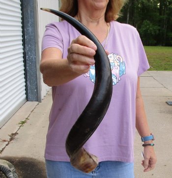 Buy this Polished Kudu horn 26 inches, for making a shofar for $57