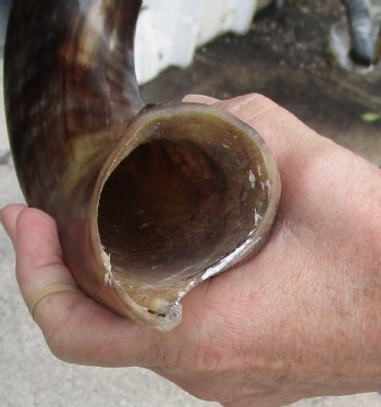 Buy this Polished Kudu horn 26 inches, for making a shofar for $57