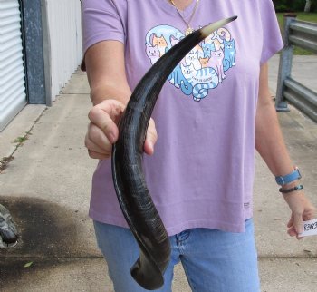 Polished Kudu horn 21 inches, for making a shofar for $47