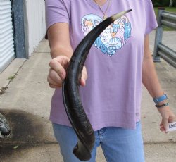 Polished Kudu horn 21 inches, for making a shofar for $47