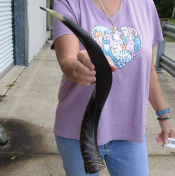 Polished Kudu horn 21 inches, for making a shofar for $47