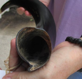 Polished Kudu horn 21 inches, for making a shofar for $47