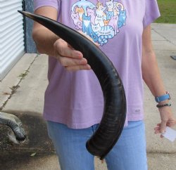 Polished Kudu horn 20 inches, for making a shofar for $47