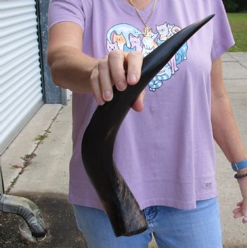Polished Kudu horn 20 inches, for making a shofar for $47