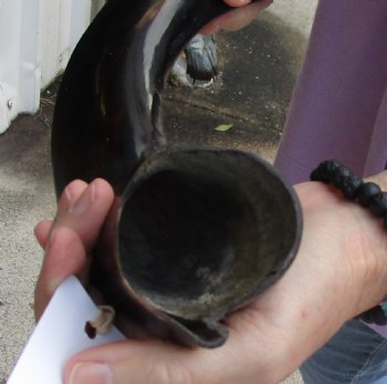 Polished Kudu horn 20 inches, for making a shofar for $47