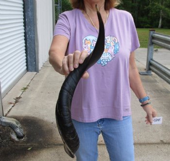 Buy this Polished Kudu horn 26 inches, for making a shofar for $57