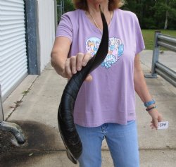 Buy this Polished Kudu horn 26 inches, for making a shofar for $57