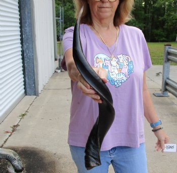 Buy this Polished Kudu horn 26 inches, for making a shofar for $57