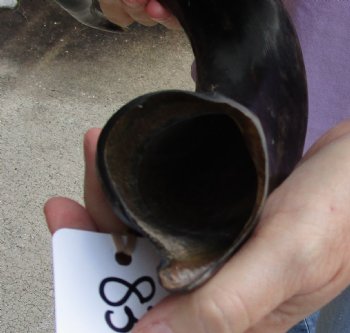 Buy this Polished Kudu horn 26 inches, for making a shofar for $57