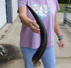 Polished Kudu horn 24 inches, for making a shofar - For Sale for $47