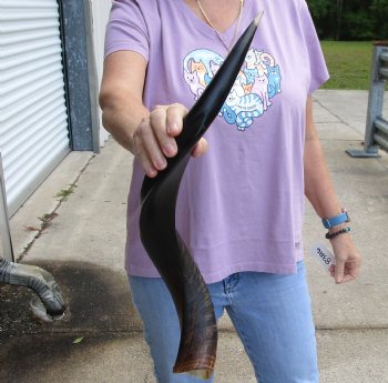 Polished Kudu horn 24 inches, for making a shofar - For Sale for $47