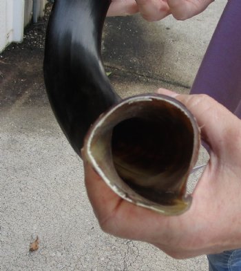 Polished Kudu horn 24 inches, for making a shofar - For Sale for $47