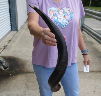 Polished Kudu horn 24 inches, for making a shofar - For Sale for $47