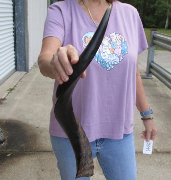 Polished Kudu horn 24 inches, for making a shofar - For Sale for $47
