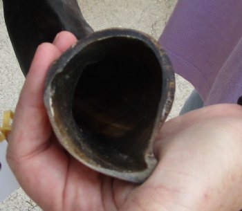 Polished Kudu horn 24 inches, for making a shofar - For Sale for $47