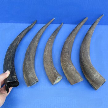 Five piece Small & Cut Kudu Horns <font color=red>Special Price</font>