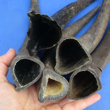 Five piece Small & Cut Kudu Horns <font color=red>Special Price</font>
