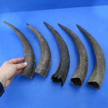 Five piece Small & Cut Kudu Horns <font color=red>Special Price</font>
