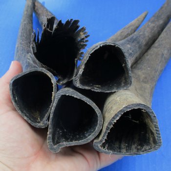 Five piece Small & Cut Kudu Horns <font color=red>Special Price</font>