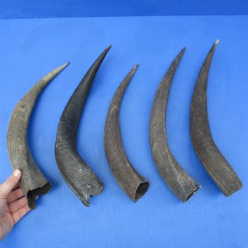 5 Small & Cut Kudu Horns - <font color=red>Special Price $25</font>