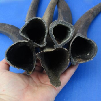 5 Small & Cut Kudu Horns - <font color=red>Special Price $25</font>