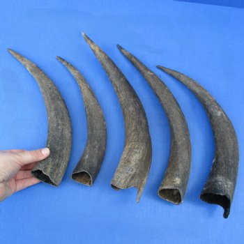 Five piece Small & Cut Kudu Horns  <font color=red>Special Price</font>