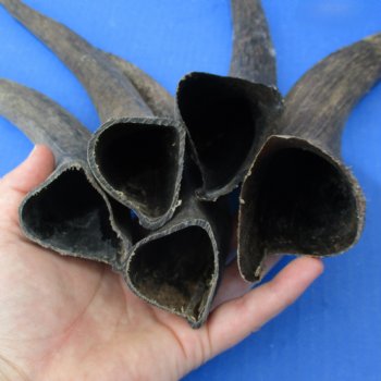 Five piece Small & Cut Kudu Horns  <font color=red>Special Price</font>