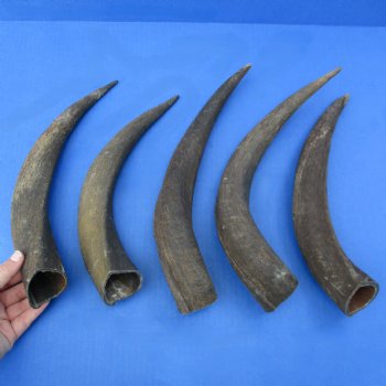 Five piece Small & Cut Kudu Horns   (SPECIAL PRICE)