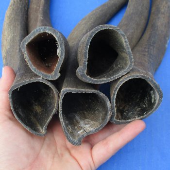 Five piece Small & Cut Kudu Horns   (SPECIAL PRICE)