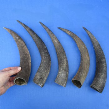 Five piece Small & Cut Kudu Horns - (SPECIAL PRICE)