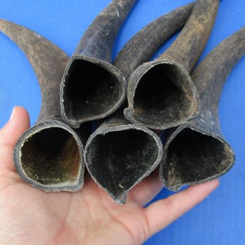 Five piece Small & Cut Kudu Horns - (SPECIAL PRICE)