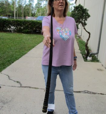 Buy this 37 Inch Real African Gemsbok, Oryx horn for $29